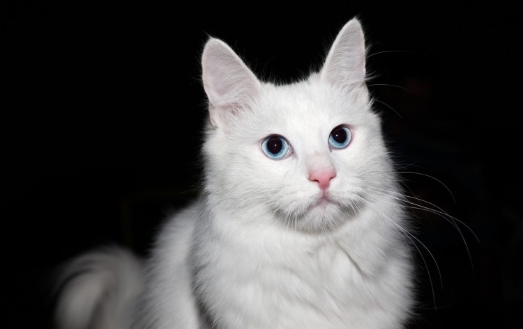 Турецкая ангорская кошка