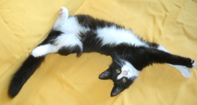 Турецкий Ван кошка фото белая с серым