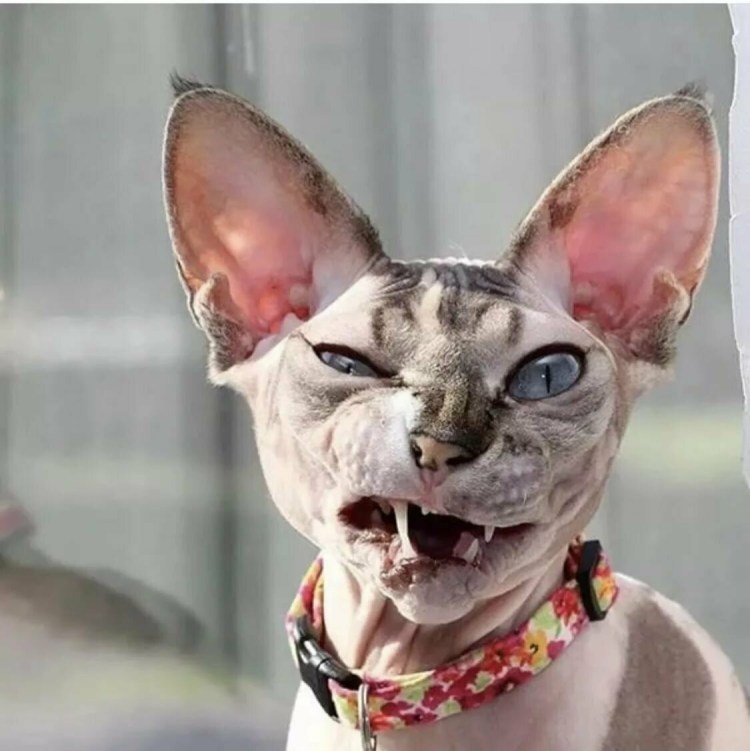 Кот сфинкс недовольный