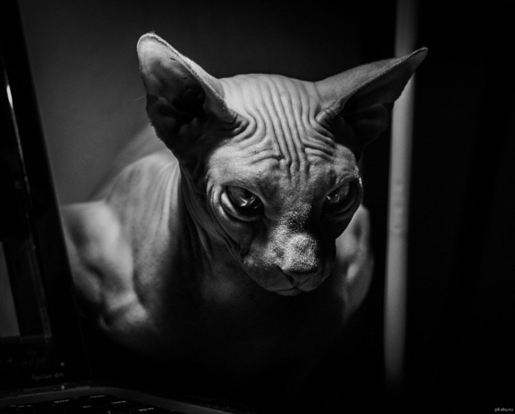 Сфинкс кошка морщинистая
