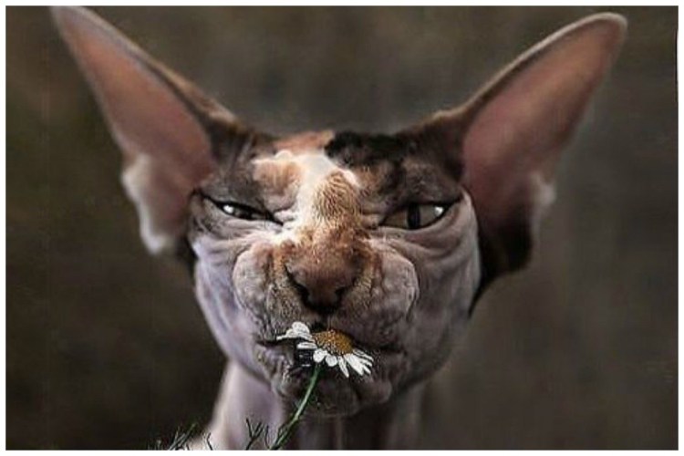 Злой канадский сфинкс