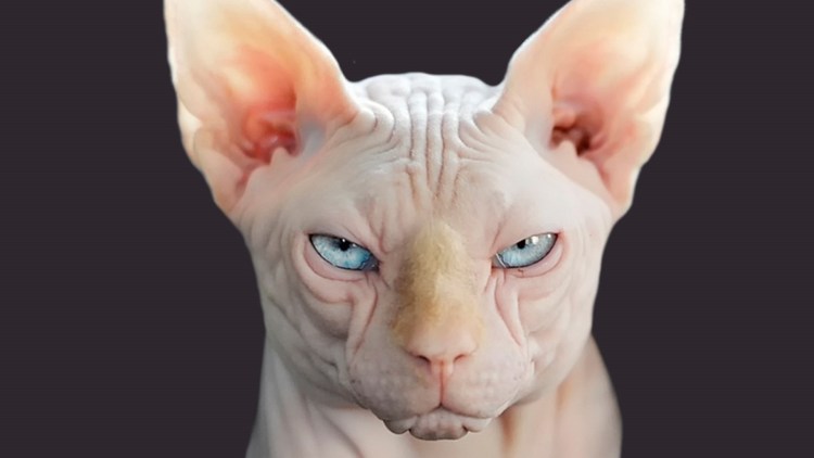 Недовольный лысый кот