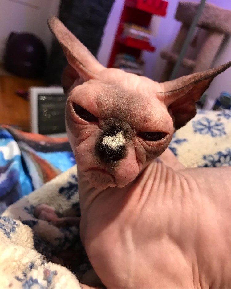 Самые страшные лысые кошки