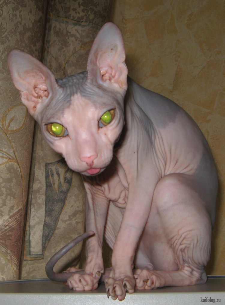 Злой кот Локи