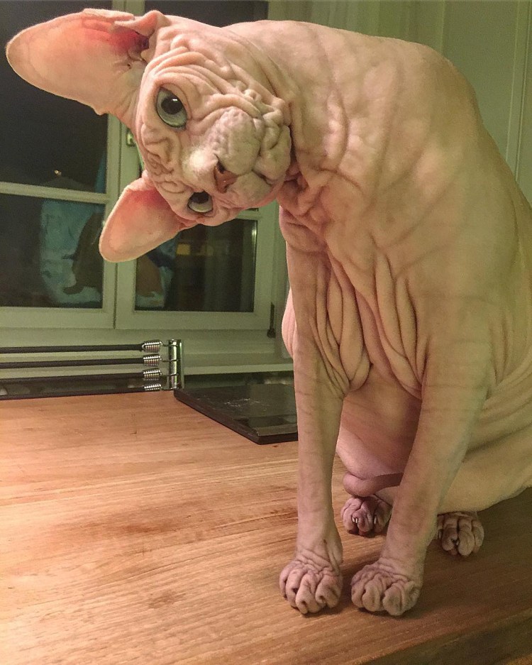 Кошка инопланетянка сфинкс