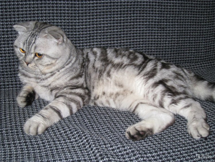 Скоттиш страйт мраморный