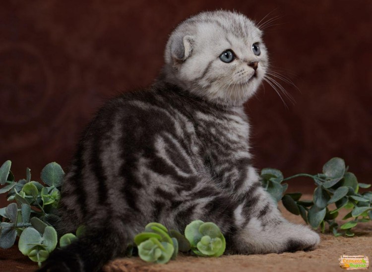 Скоттиш фолд мраморный