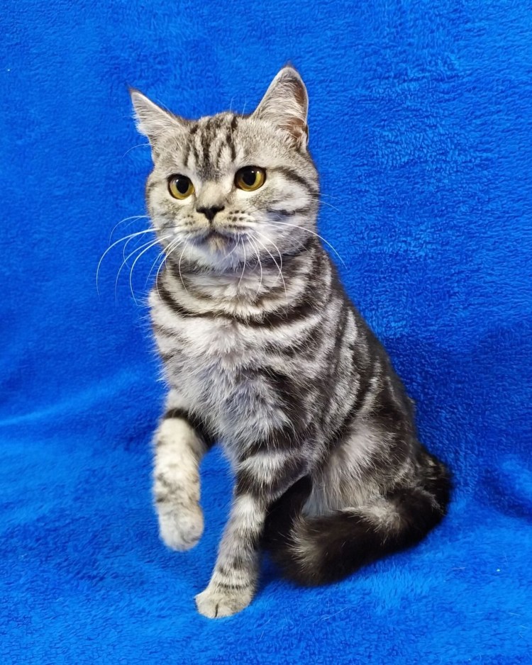 Вислоухие коты Шотландские скоттиш