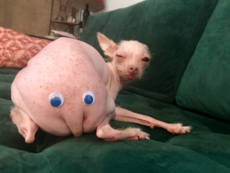 Лысая кошка в шубе