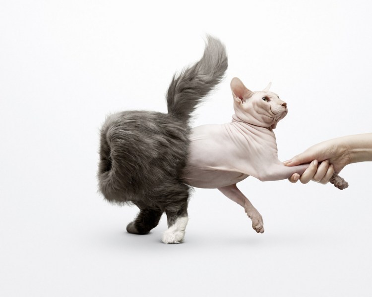 Лысые кошки