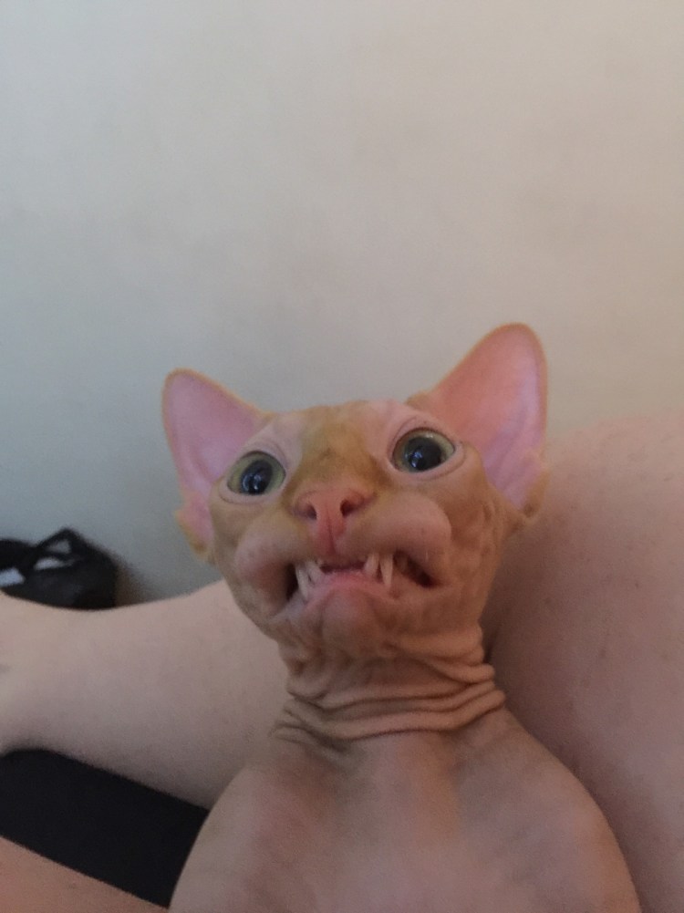 Коты смешные плешивые