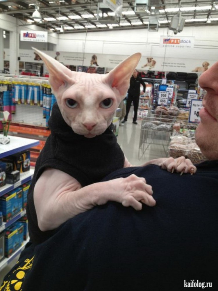 Смешные лысые кошки