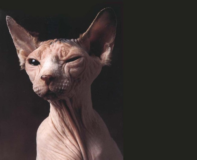 Сфинкс кошка приколы