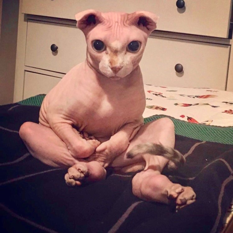 Смешные сфинксы