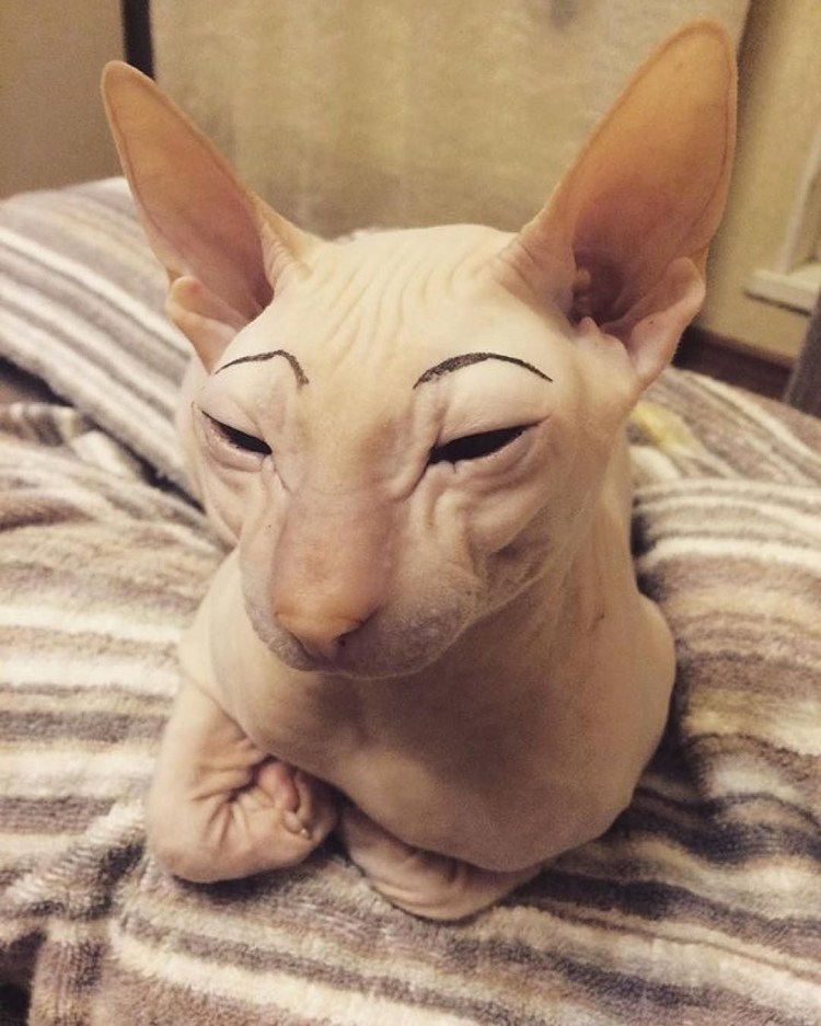 Нос кота сфинкса