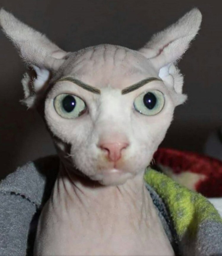 Накрашенная кошка