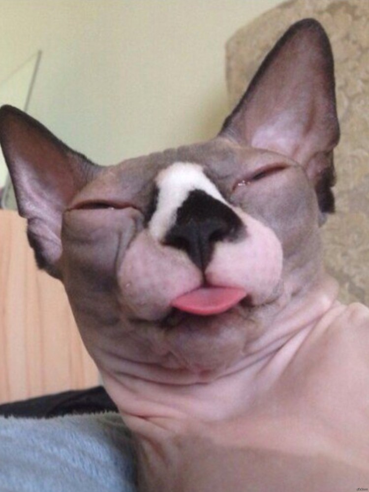 Лысый зверек