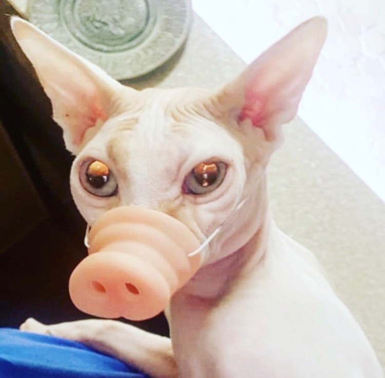 Смешной кот сфинкс