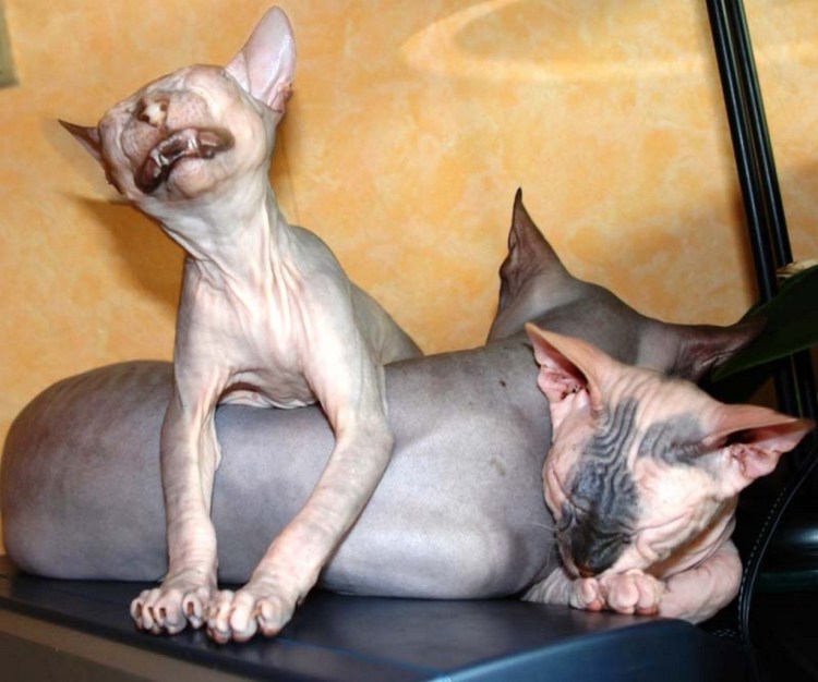 Смешные лысые коты