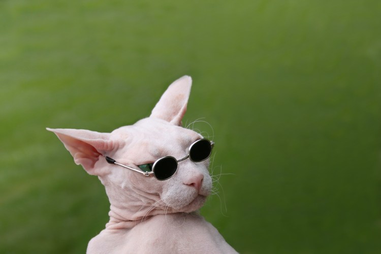 Кот сфинкс в очках