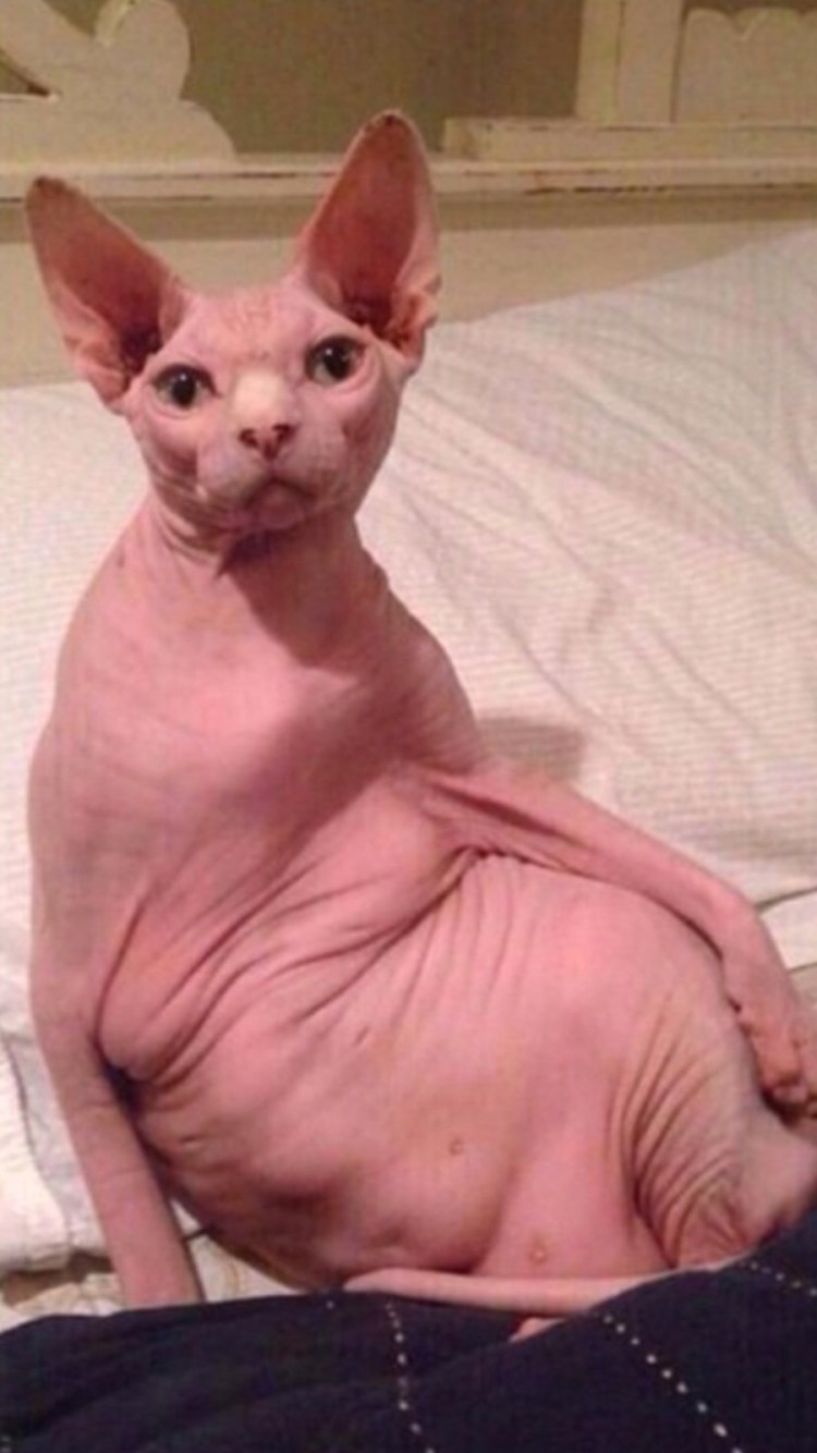 Толстый лысый кот