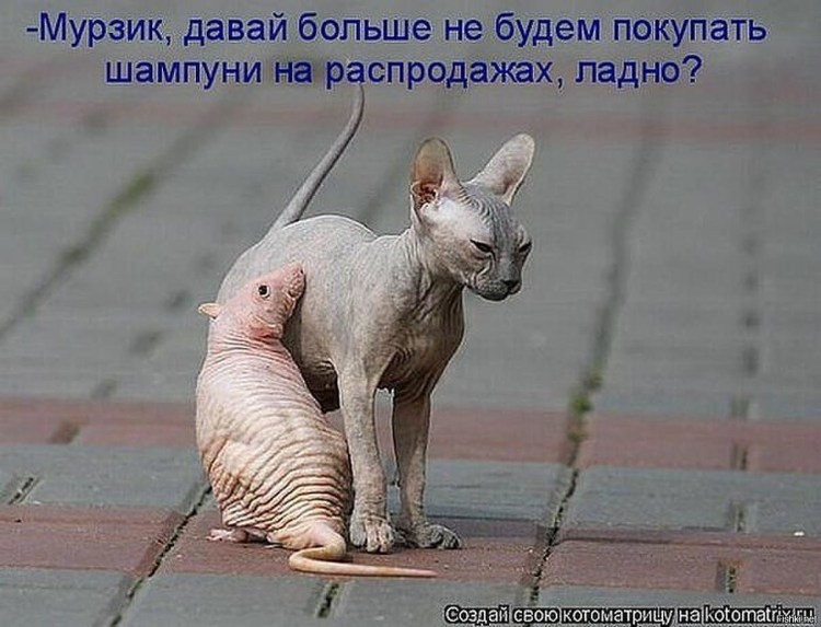 Сфинкс приколы