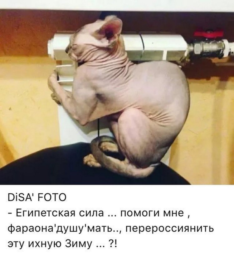 Смешные шутки про сфинксов