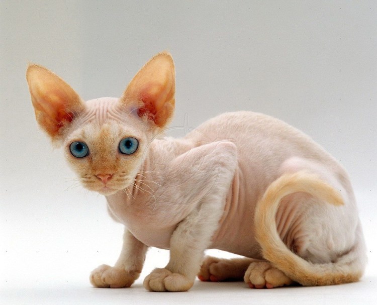 Коты породы Корниш рекс