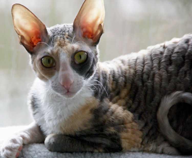 Корниш рекс кошка