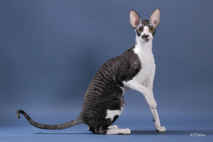 Кошка Корниш рекс котята