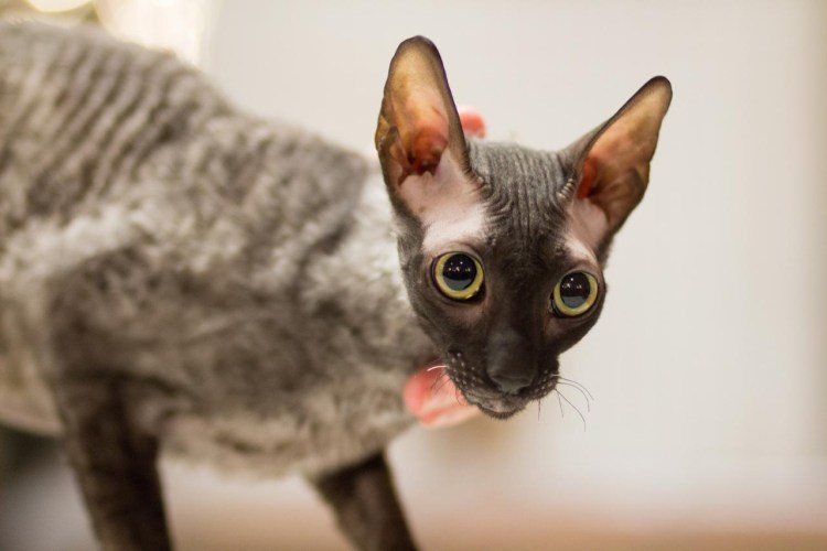 Корниш рекс