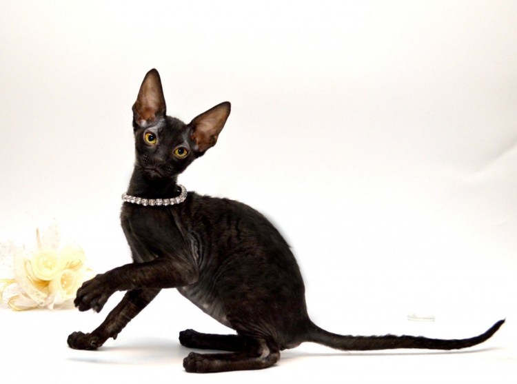 Корниш рекс