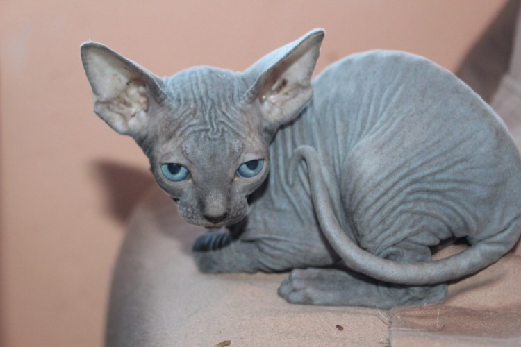 Корниш рекс кошка