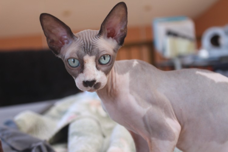 Кот порода Корниш рекс