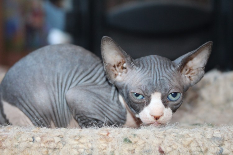 Девон рекс кот и сфинкс