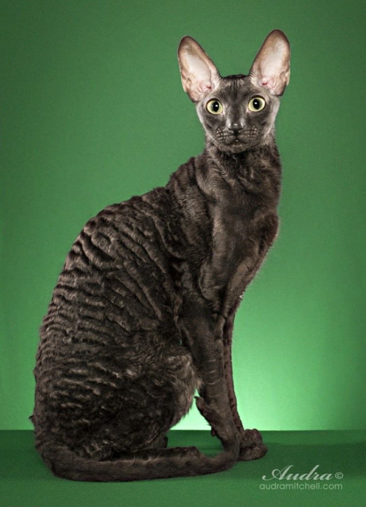 Корниш рекс кошка