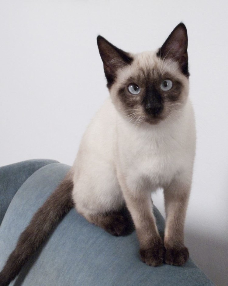 Тайская кошка Блю поинт