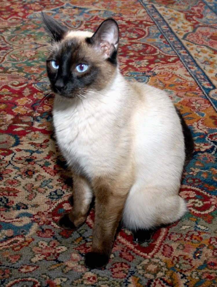 Сиамский Рэгдолл