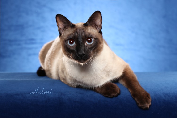 Сиамский балинезийский кот