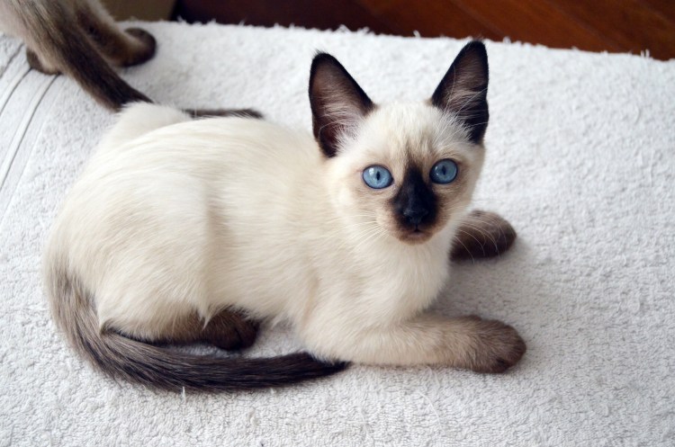 Котята сиамские пушистые