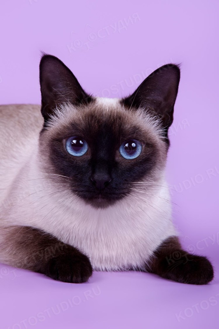 Сиамская пушистая кошка Балинезийская