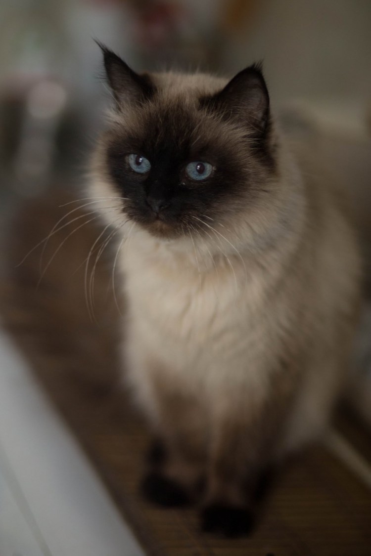 Коты похожие на сиамских