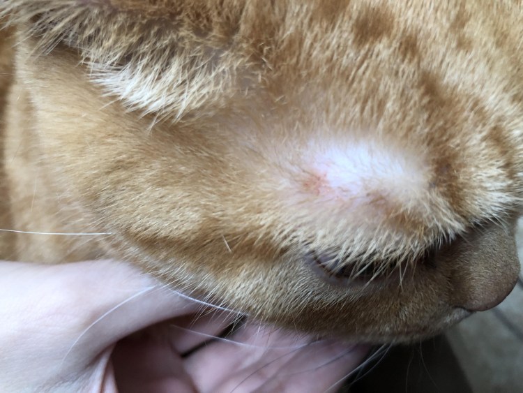 Болячка на носуму кошки