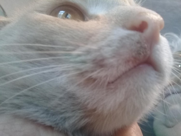 Лишай на подбородке у котенка