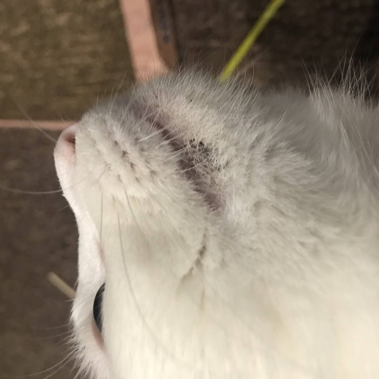 Лишай у кошки на подбородке