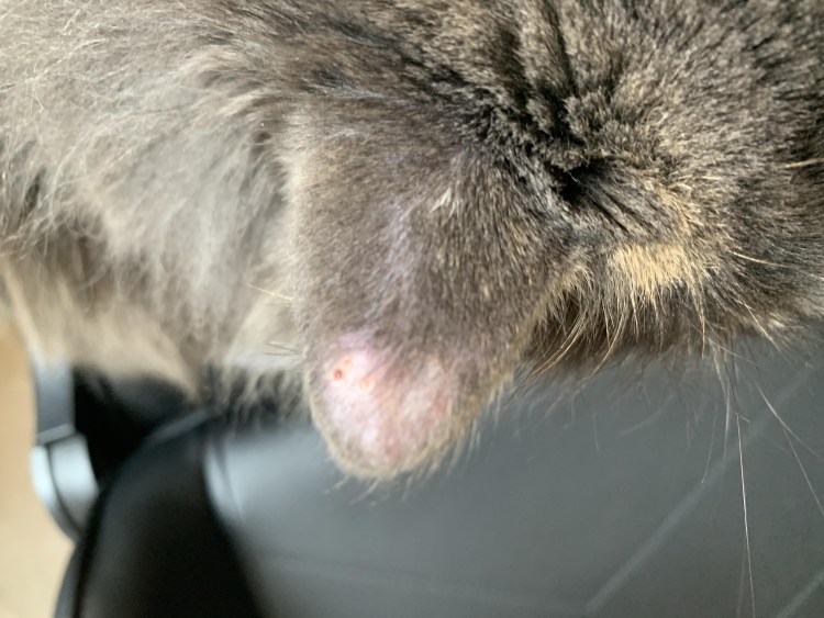 Черные точки у кота на подбородке