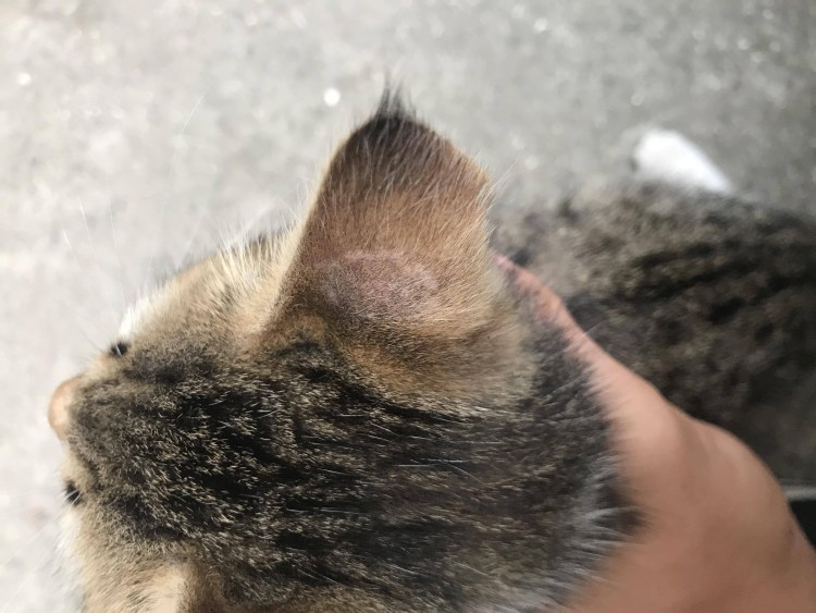 Психогенная алопеция у кошек