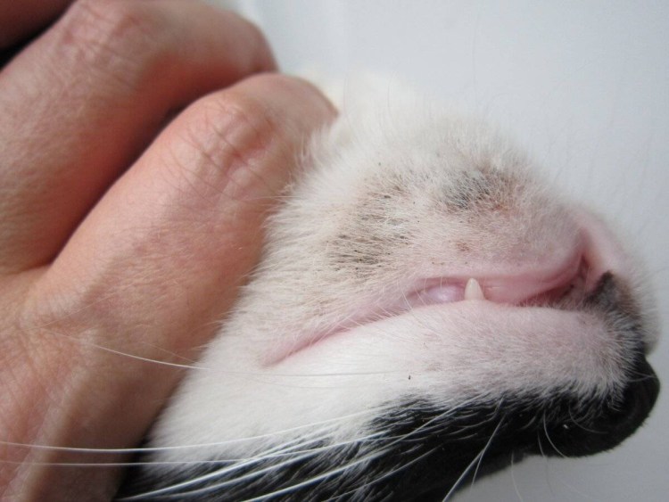 Черные точки на подбородке у кошки