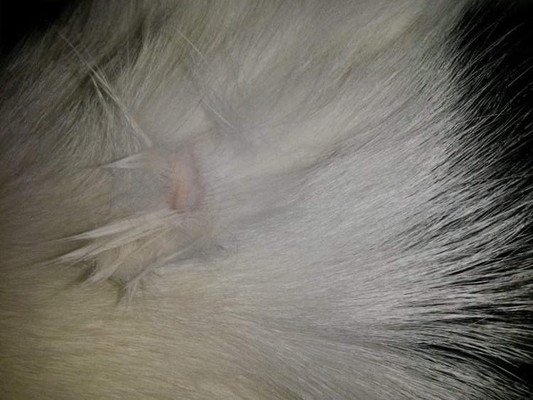 Болезни кошек симптомы чесотки