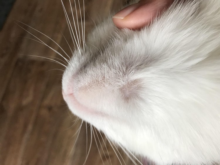 Кошка на окне